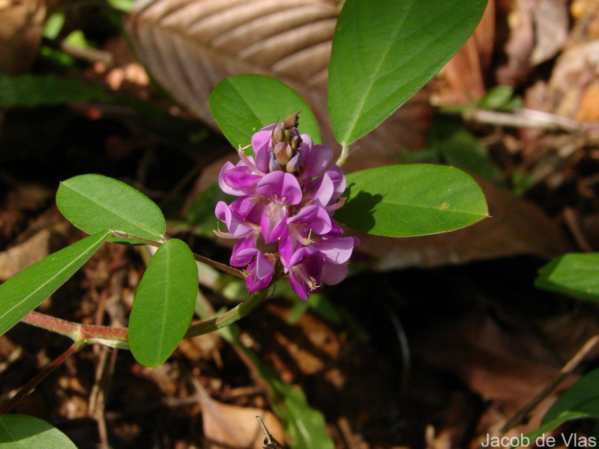 Grona heterocarpa var. heterocarpa (L.) H.Ohashi & K.Ohashi